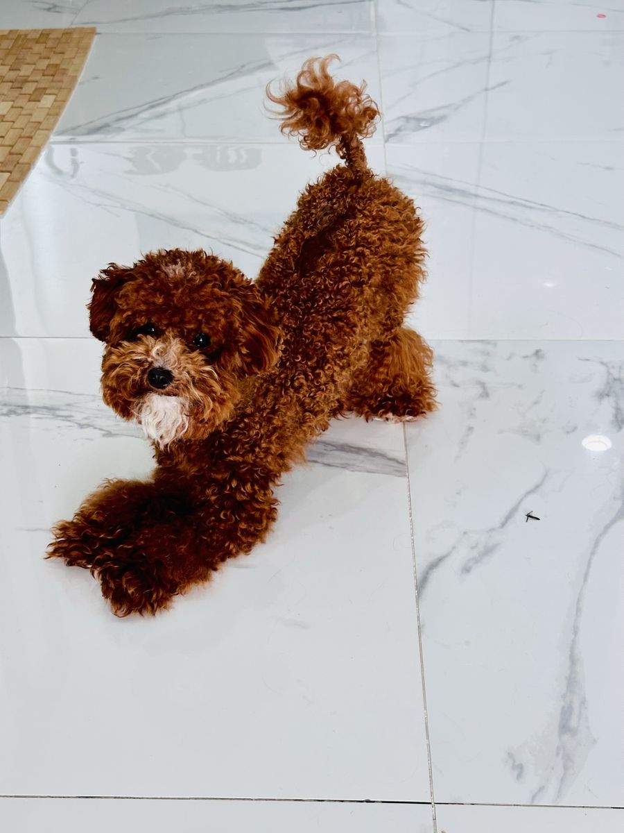Stunning 3.5 Lb Toy poodle Stud AKC Hidden Phantom