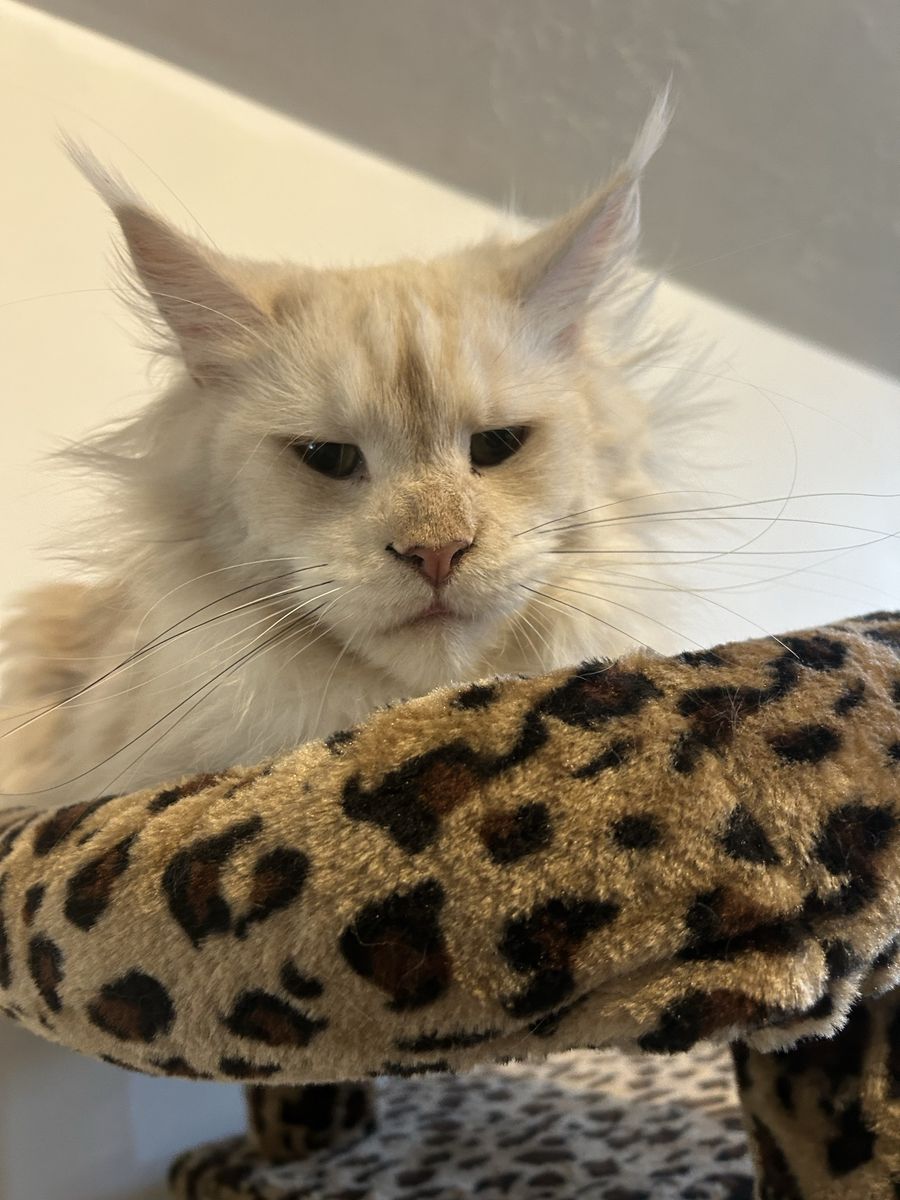Female maine coon