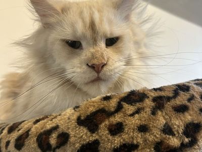 Female maine coon