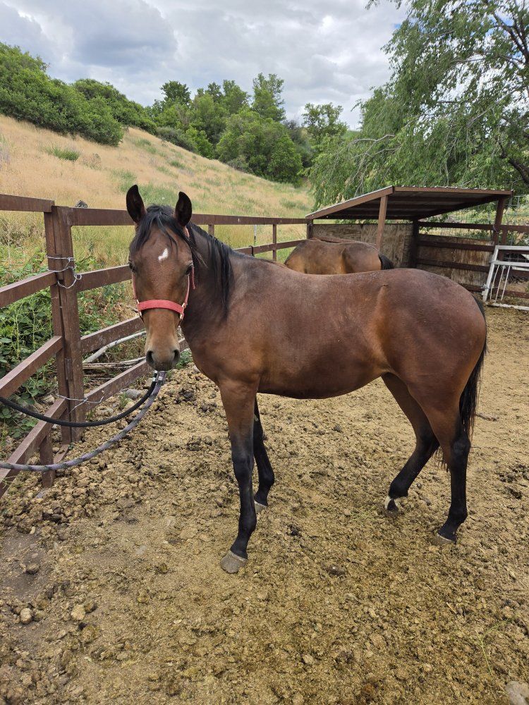 Yearling Fillys