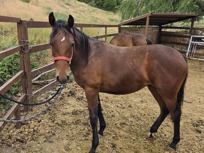 Yearling Fillys