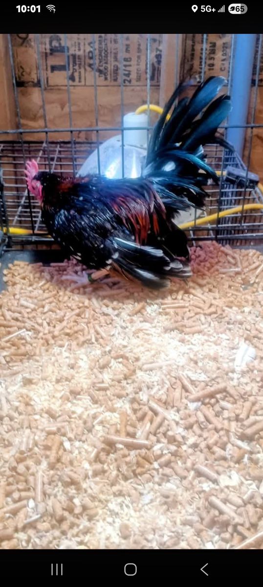 Azteca rooster young beautifully pinto/spangled