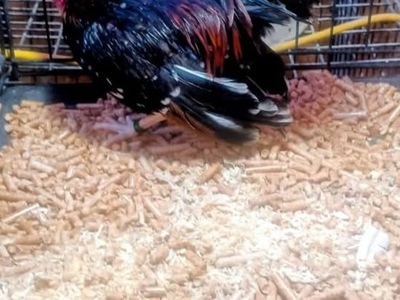 Azteca rooster young beautifully pinto/spangled