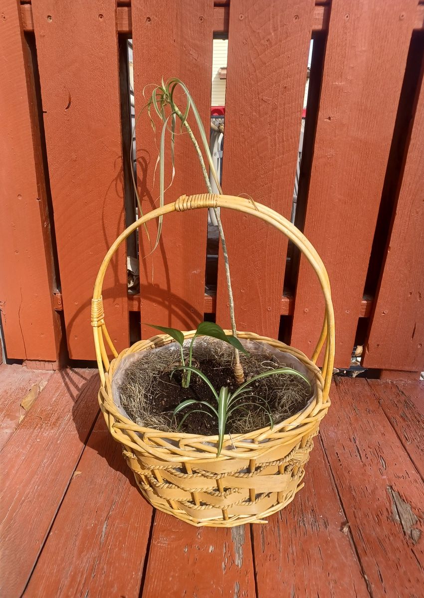 Indoor Garden Basket with 3 Plants