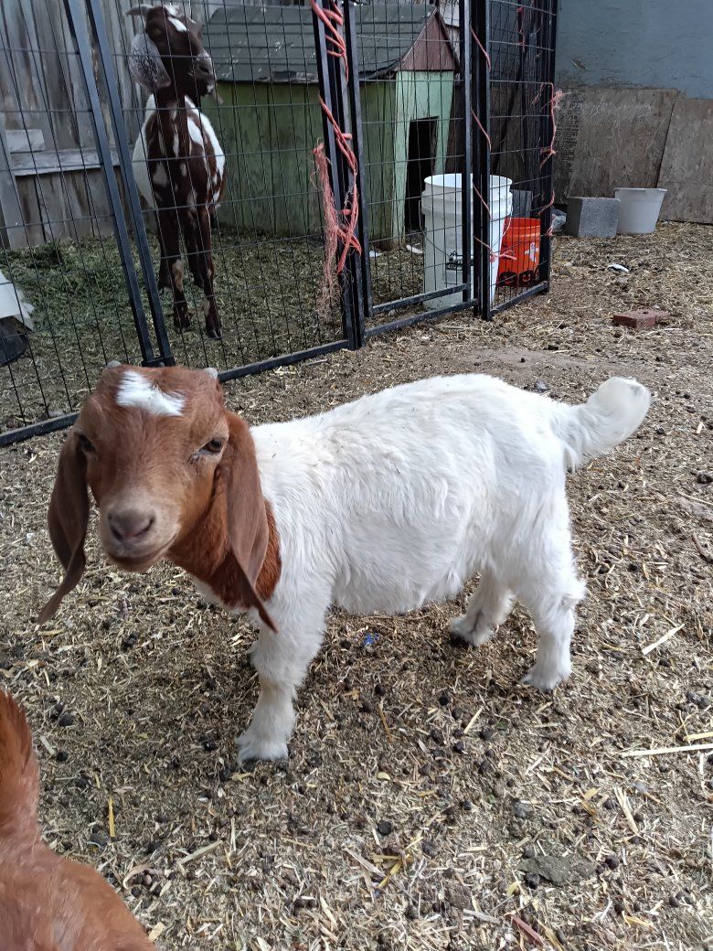 100% registerable boer doeling ABGA