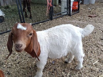 100% registerable boer doeling ABGA