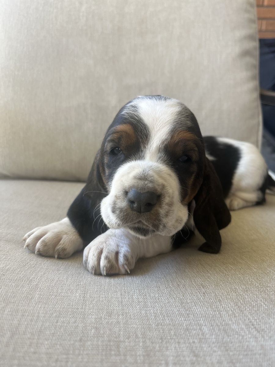 Basset Hound Puppies!