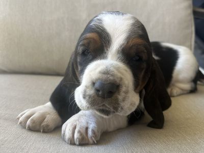 Basset Hound Puppies!