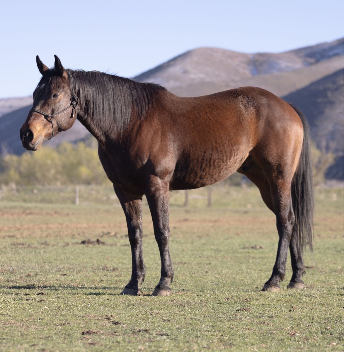 9 Yr Old Bay Gelding
