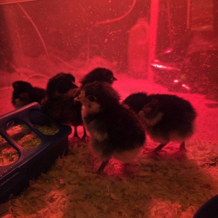 Chicks