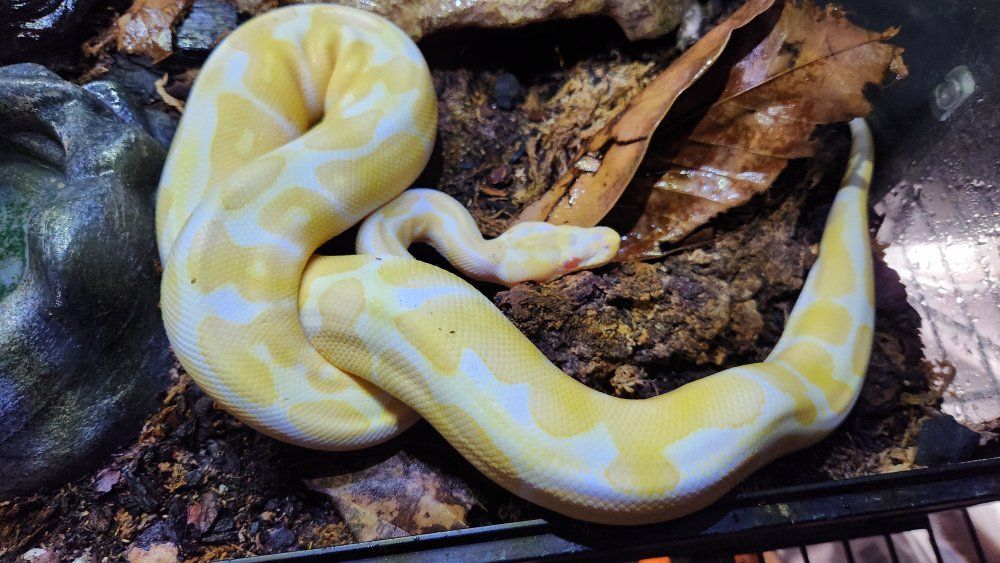 Albino Ball PythonSnake with Enclosure - Reptile Pet