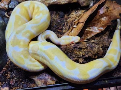 Albino Ball PythonSnake with Enclosure - Reptile Pet
