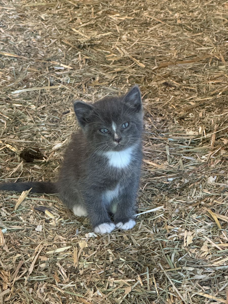 Barn Kittens