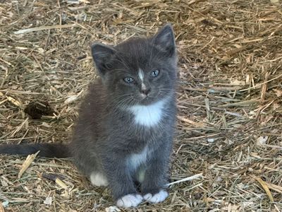 Barn Kittens
