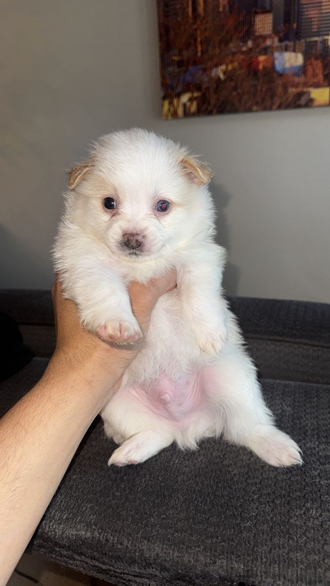 Pomeranian Puppies –Boys