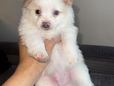 Pomeranian Puppies –Boys