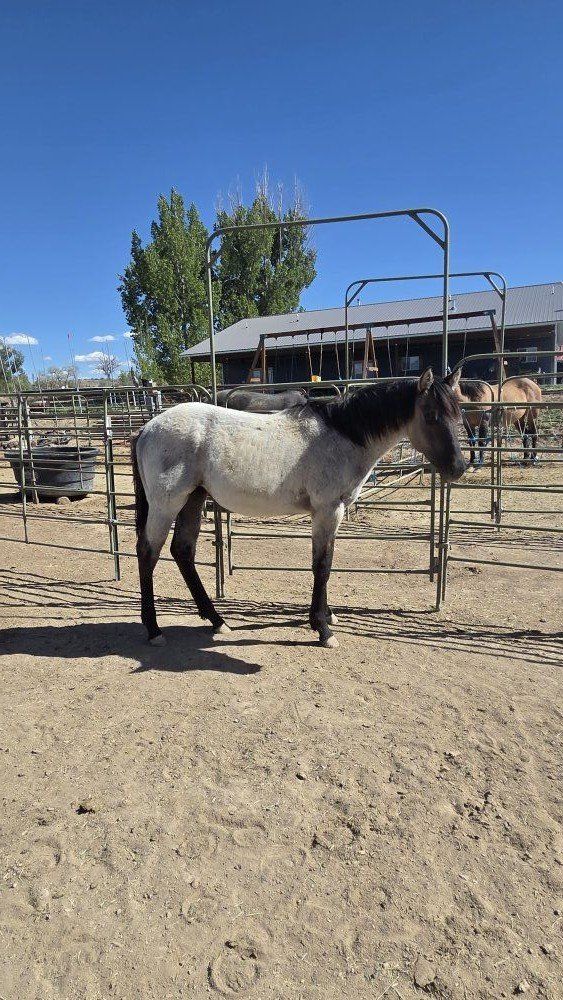 2025 Grulla Roan filly AQHA horse