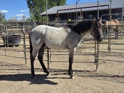 2025 Grulla Roan filly AQHA horse