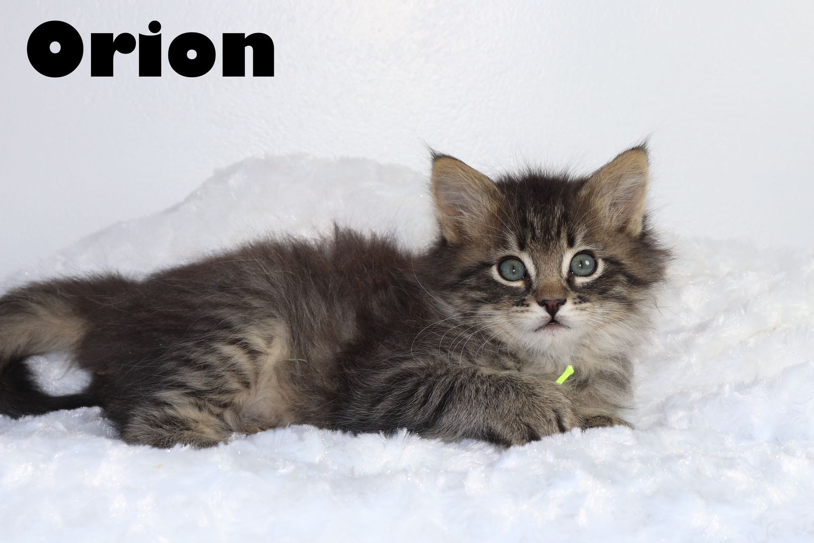 Adorable Silver Tabby Long-Haired Kitten - Available to Meet in Provo!