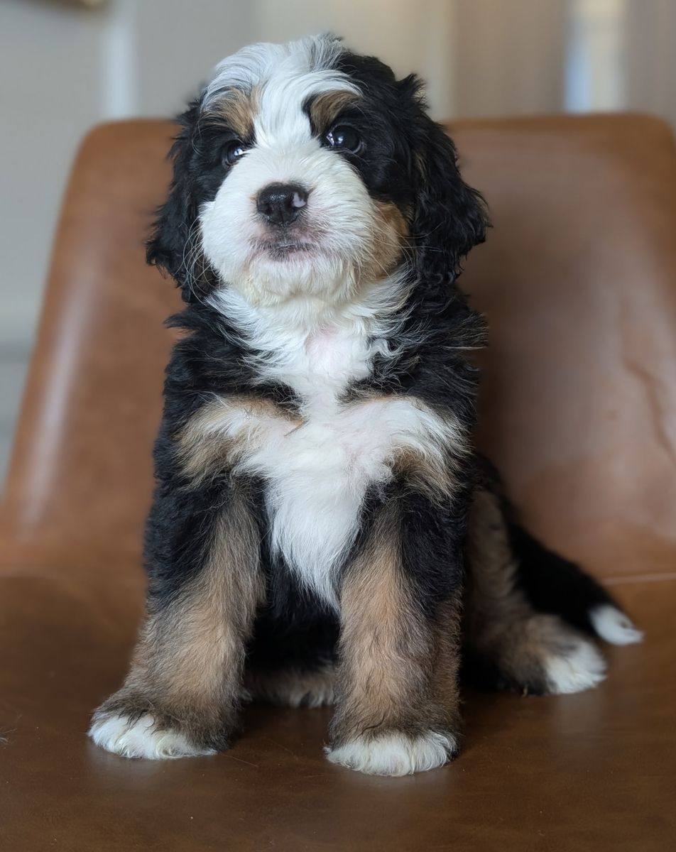 Bernedoodle puppies (F1B)