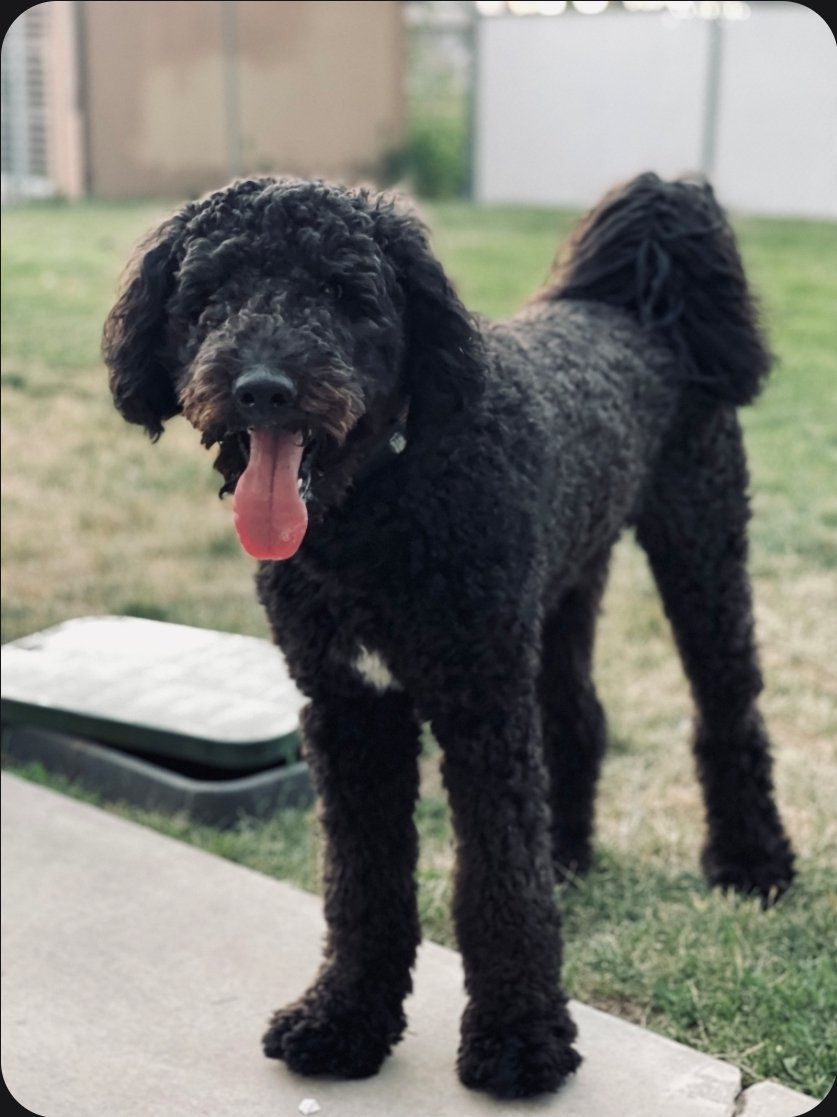 PROVEN BERNEDOODLE STUD Dog– Gorgeous Puppies – Ready for New Home