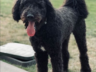 PROVEN BERNEDOODLE STUD Dog– Gorgeous Puppies – Ready for New Home