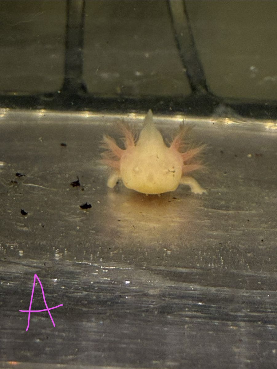 Axolotl (babies)