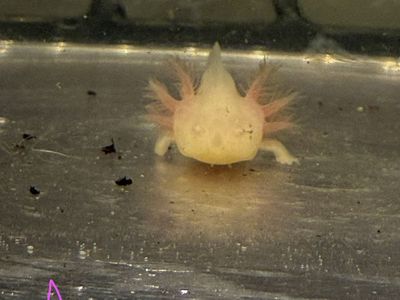 Axolotl (babies)