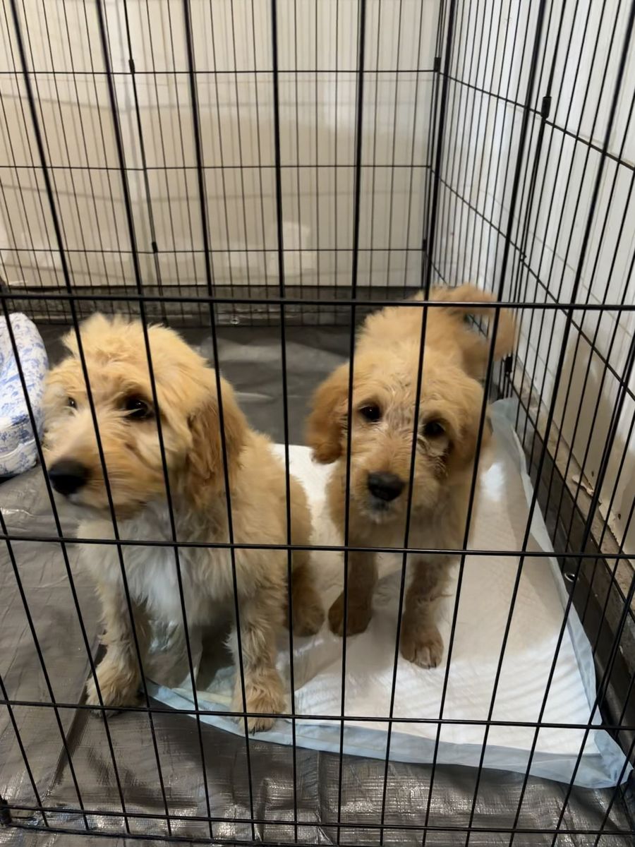 F1 Standard Goldendoodle Puppies - female