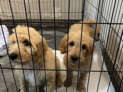 F1 Standard Goldendoodle Puppies - female