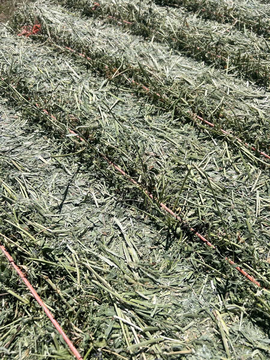 3x4x8 Premium Alfalfa