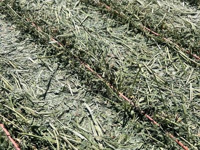3x4x8 Premium Alfalfa