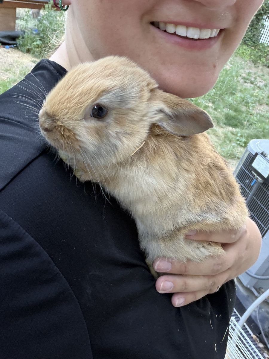 Adorable Baby Bunny - Ready for a Loving Home!