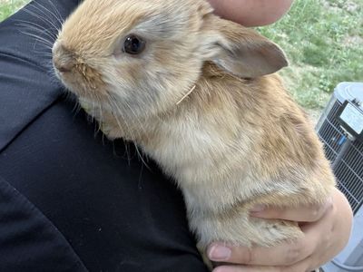 Adorable Baby Bunny - Ready for a Loving Home!