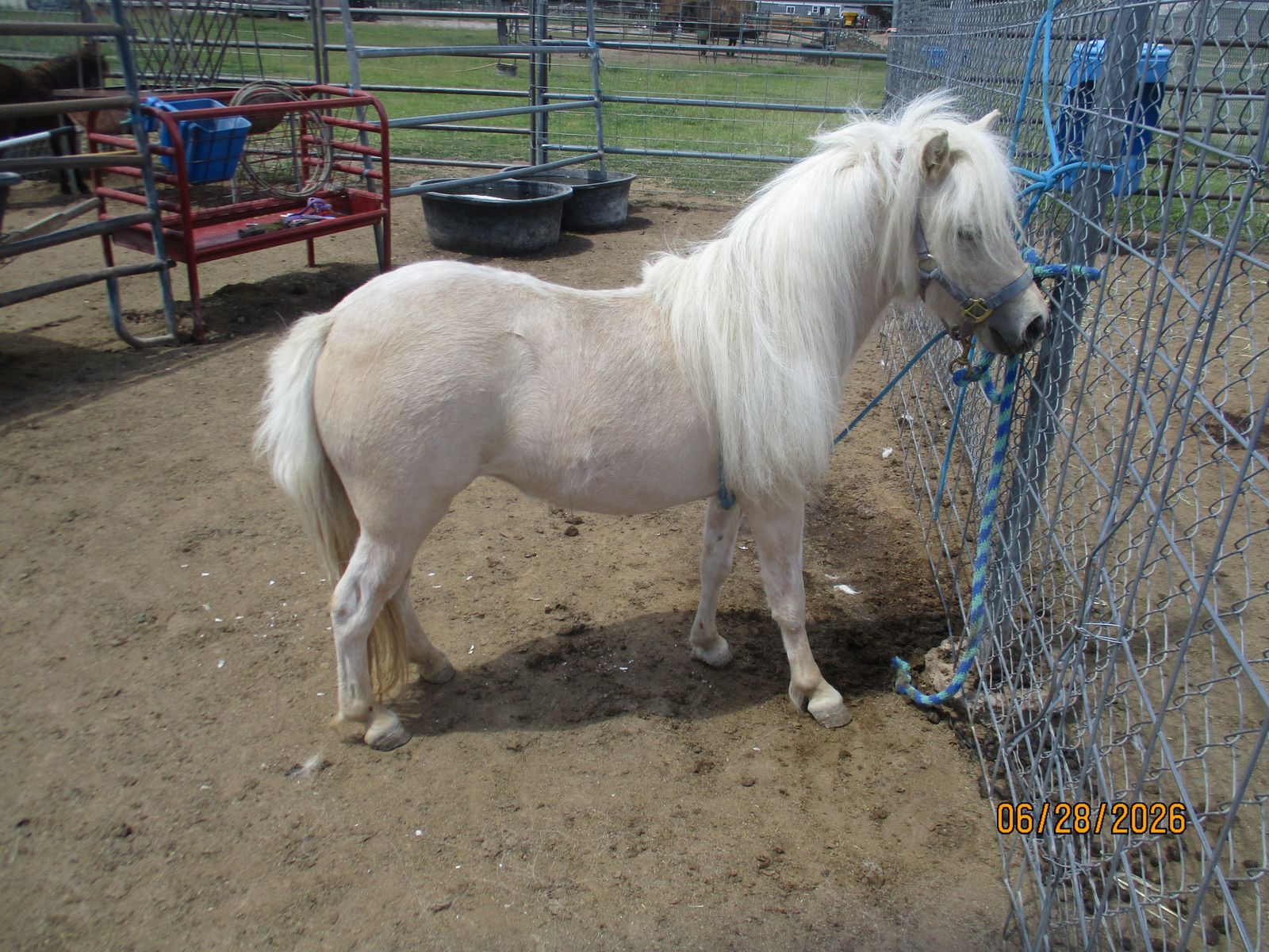 Registered AMHR/WCMHR Mini/Miniature Palomino Filly