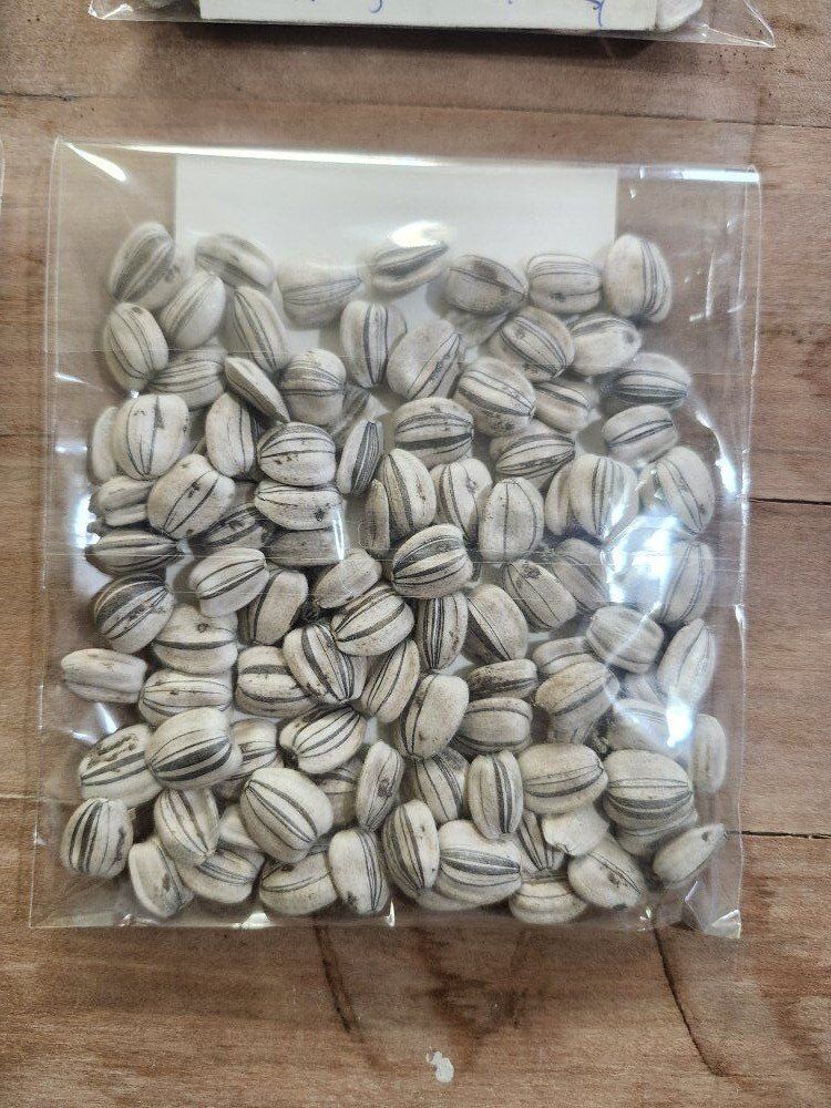 Grey Stripe Mammoth Sunflower Seeds