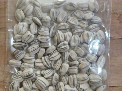 Grey Stripe Mammoth Sunflower Seeds