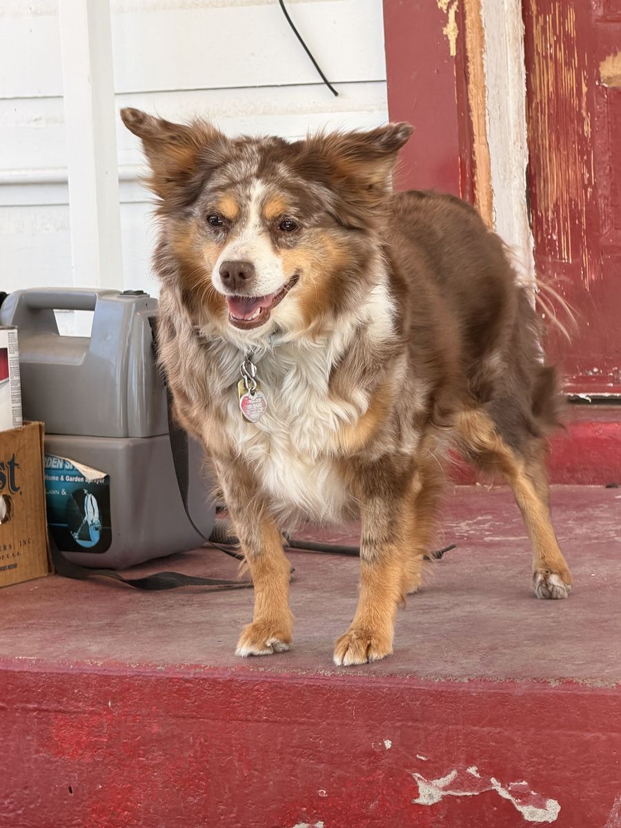 In need of loving home