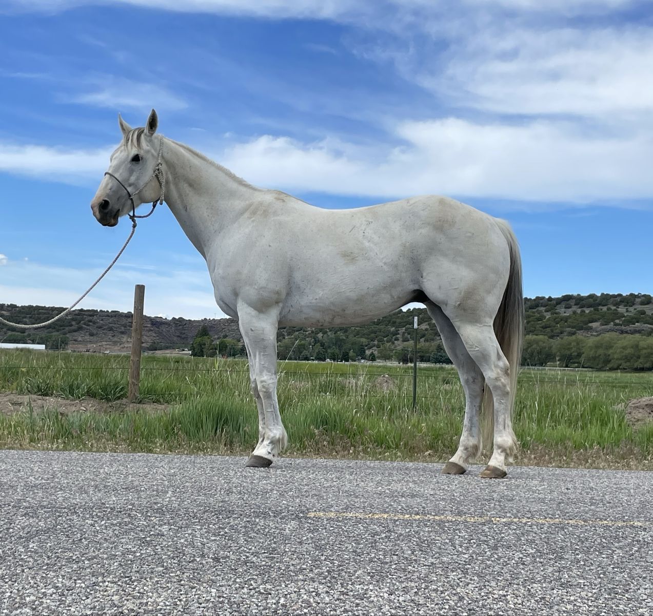 15 yr old grade grey gelding