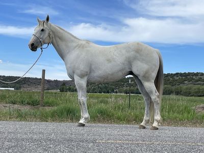15 yr old grade grey gelding