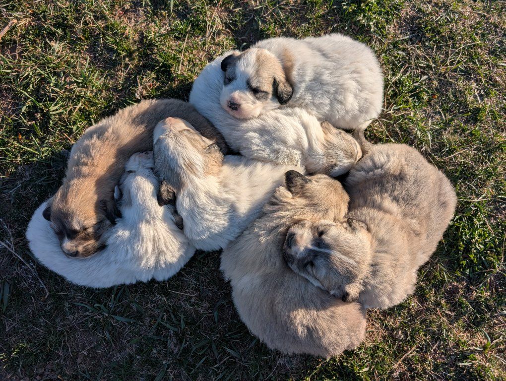 Gorgeous Great Pyrenees Puppies!!! Livestock Pups!