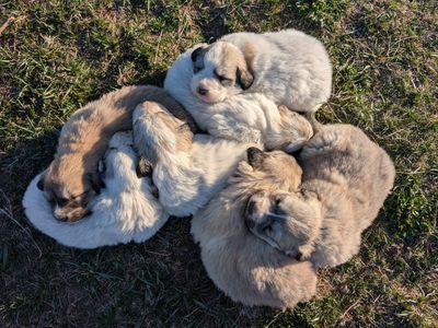 Gorgeous Great Pyrenees Puppies!!! Livestock Pups!