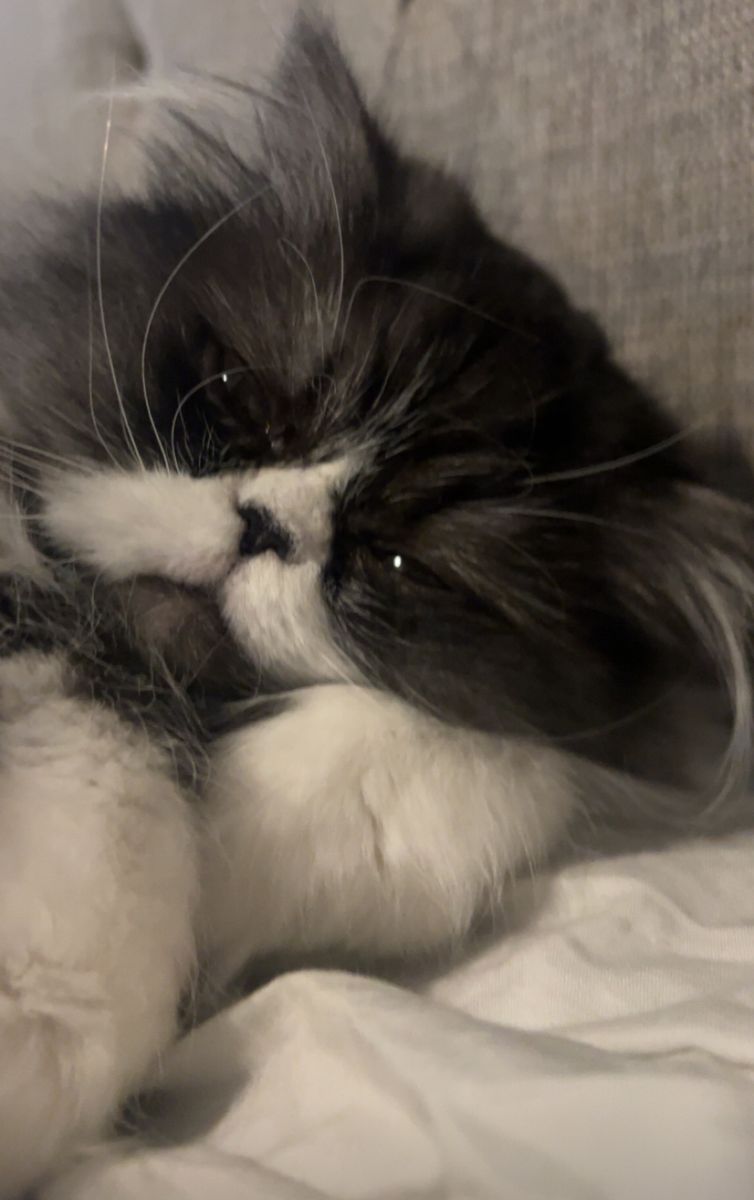 (Persephone) Persian Cat