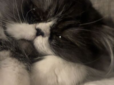 (Persephone) Persian Cat