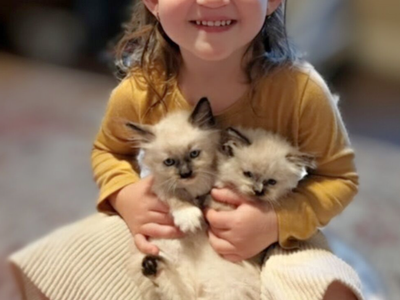STUNNING SWEET Ragdoll kittens--STAY TINY--(SO AFFECTIONATE), Do tricks--Puppy/Doglike! Shed less and less allergenic!
