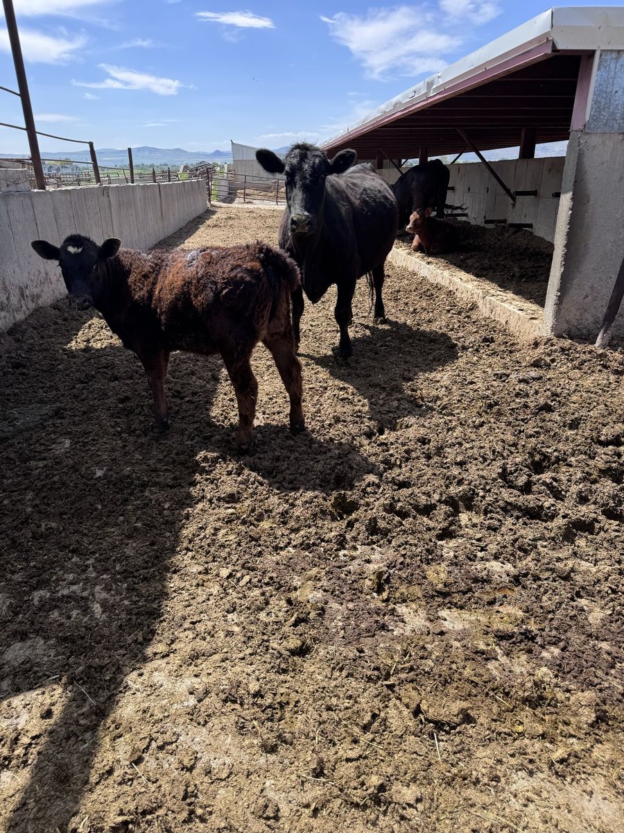 Angus cow with header calf