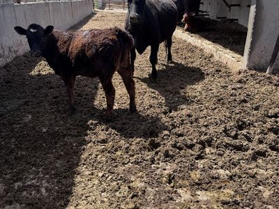 Angus cow with header calf
