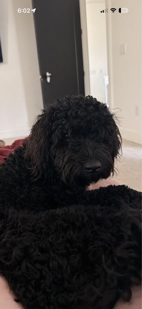 Mini Goldendoodle 