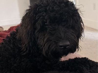 Mini Goldendoodle