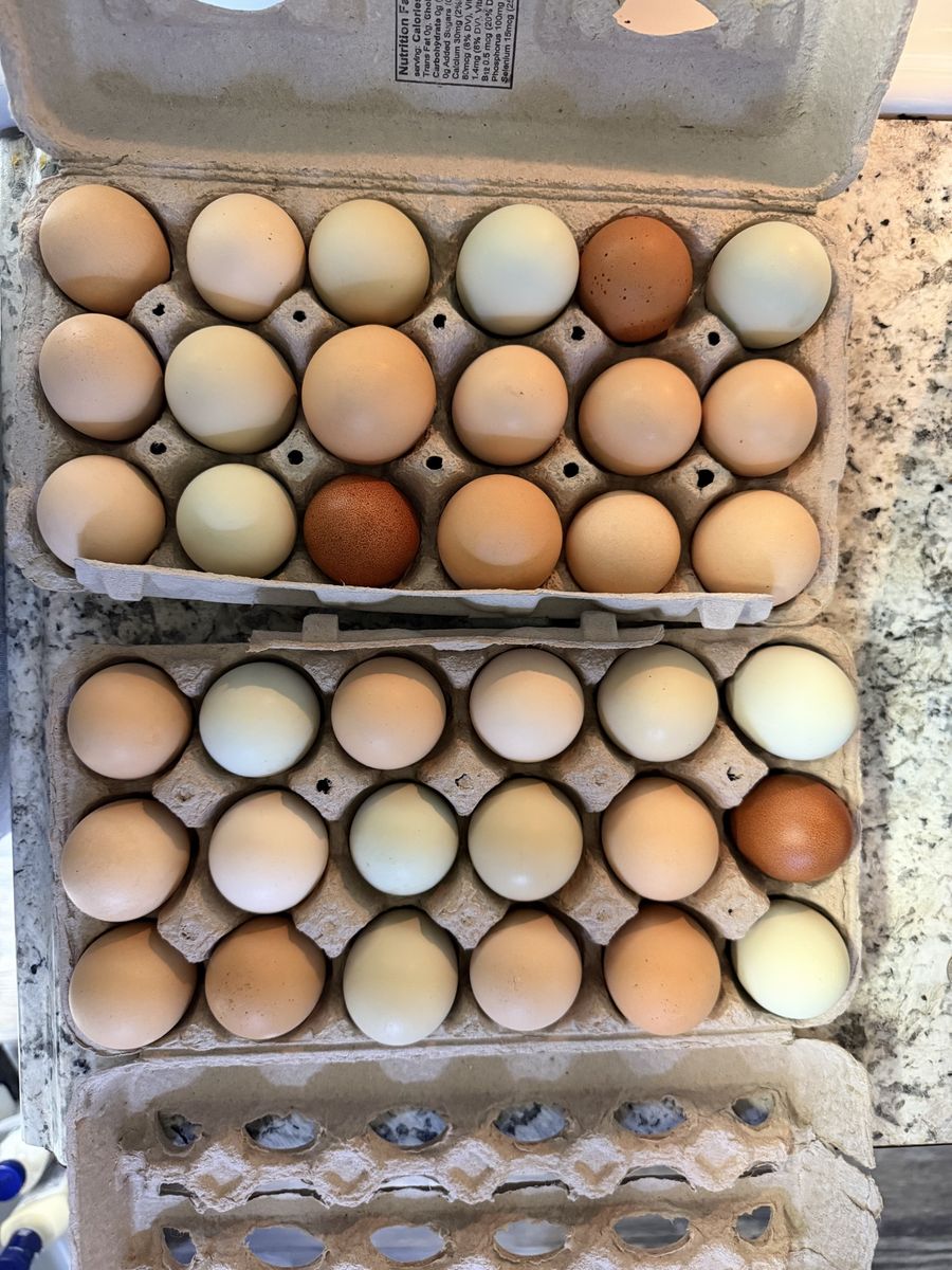 Fresh eggs